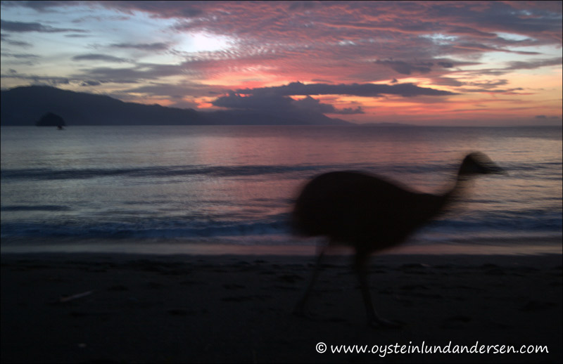 A cassowary bird at the beach. The bird was kept by locals who had caught it while it was still small, and raised it until it had reached a decent size before it ended its days on the food-table in 2005. (September 2004)