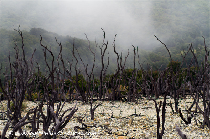 Dead trees on a plateau above the active geothermal area.