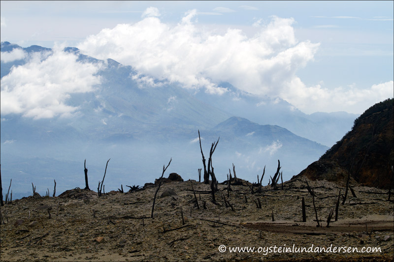 Dead trees and the garut plains in the background.